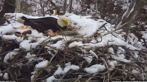 EagleCam eaglet dies when its nest falls out of its tree on Sunday morning